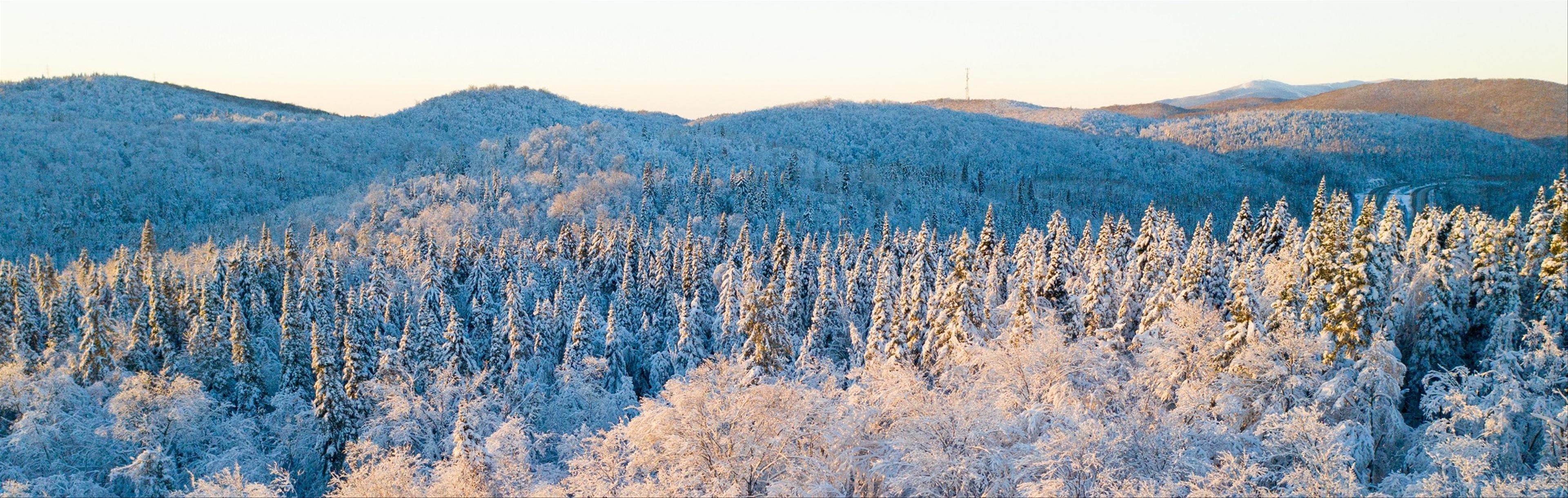 une image aérienne photoréaliste d'une ancienne forêt verdoyante parsemée de petites montagnes et de lacs.